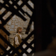 And someone is watching Tyrion right when he mentions that Meereen is the town where everybody wants to kill somebody
